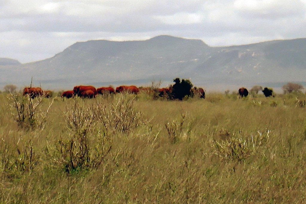 Kenia (460).jpg